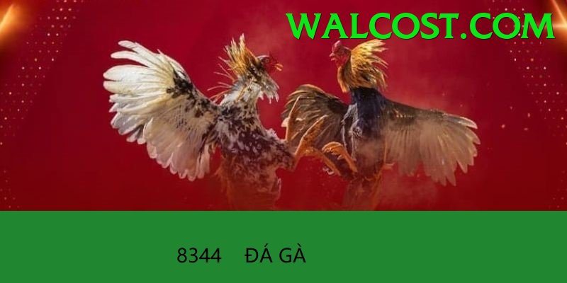 Đá Gà Trực Tiếp - oke88